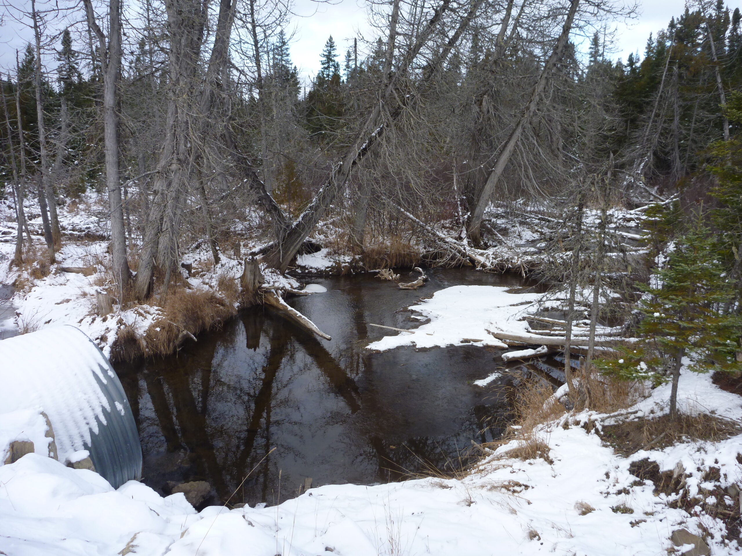 Water can be cold during the trapping season. That's why you need the best waders.