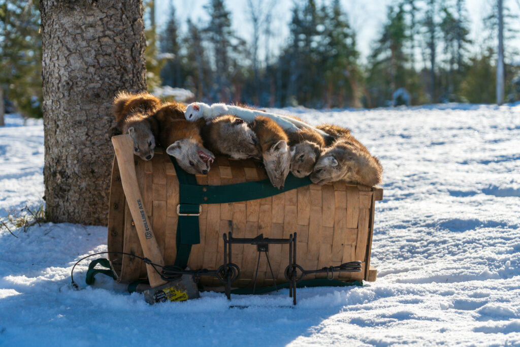 A trapping basket helps carry traps and gear and catches on the trapline.