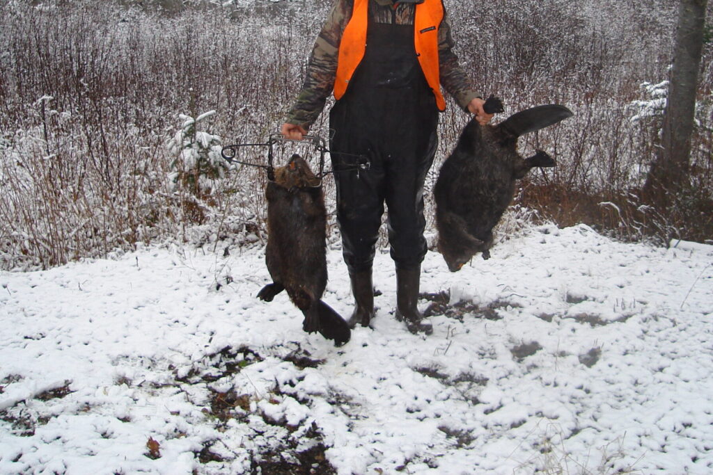 Trapping waders are useful to catch beavers