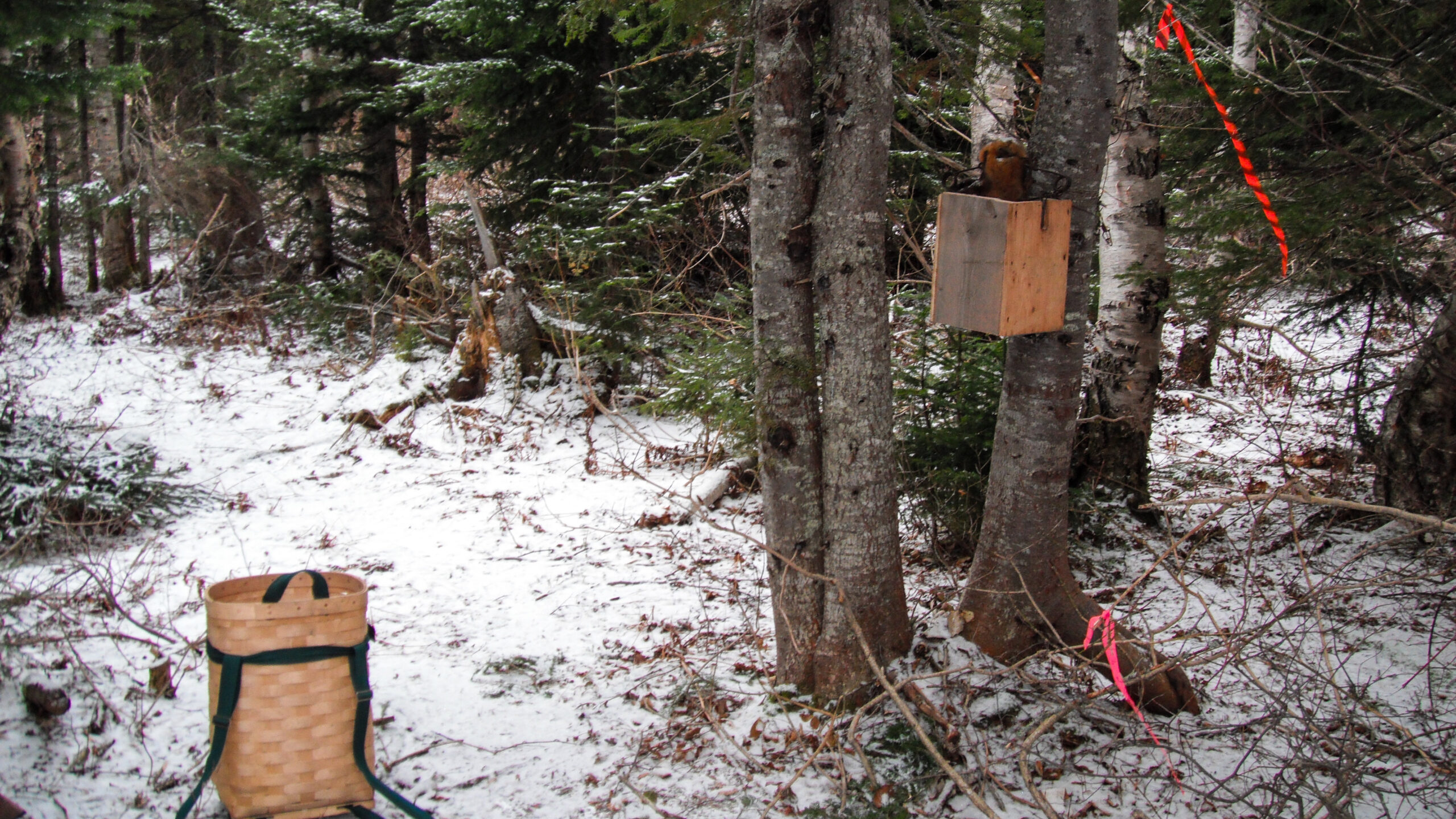 The best trapping basket will help you carry your gear on the trapline.